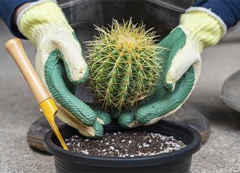 Cactus Gloves