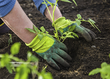 Dirt Resistant Gardening Gloves