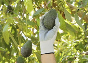 Fruit Picking Gloves