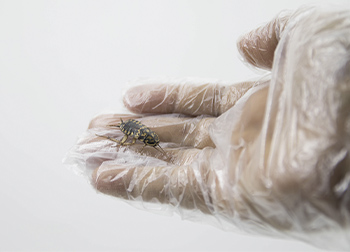 Insect Handling Gloves
