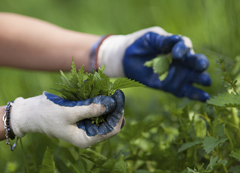 Nettle Proof Gardening Gloves