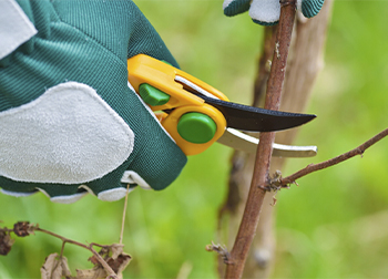 Pruning Gloves