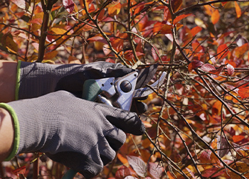 Seasonal Gardening Gloves