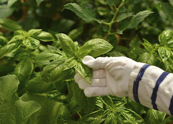 Vegan Gardening Gloves